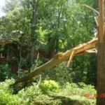 Tree Service Chesapeake, Virginia