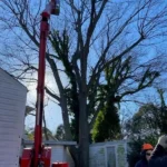 Tree Prunning Virginia Beach