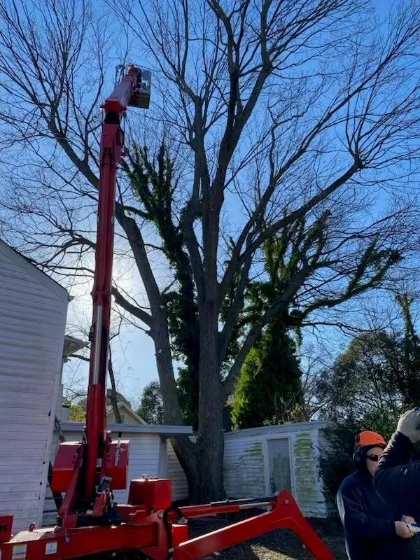 Tree Prunning Virginia Beach