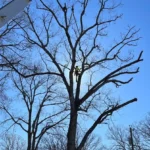 Tree Trimming in Virginia Beach