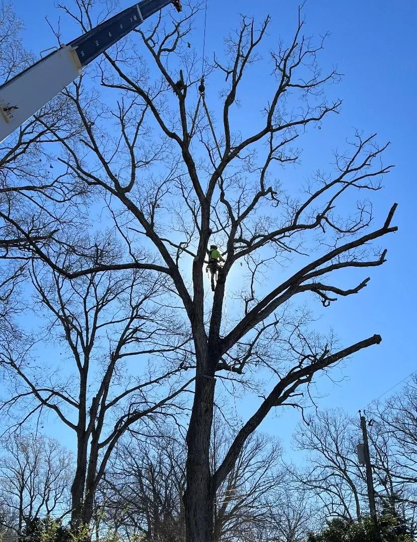 Tree Trimming in Virginia Beach