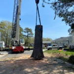 Tree Removal Virginia Beach, Virginia