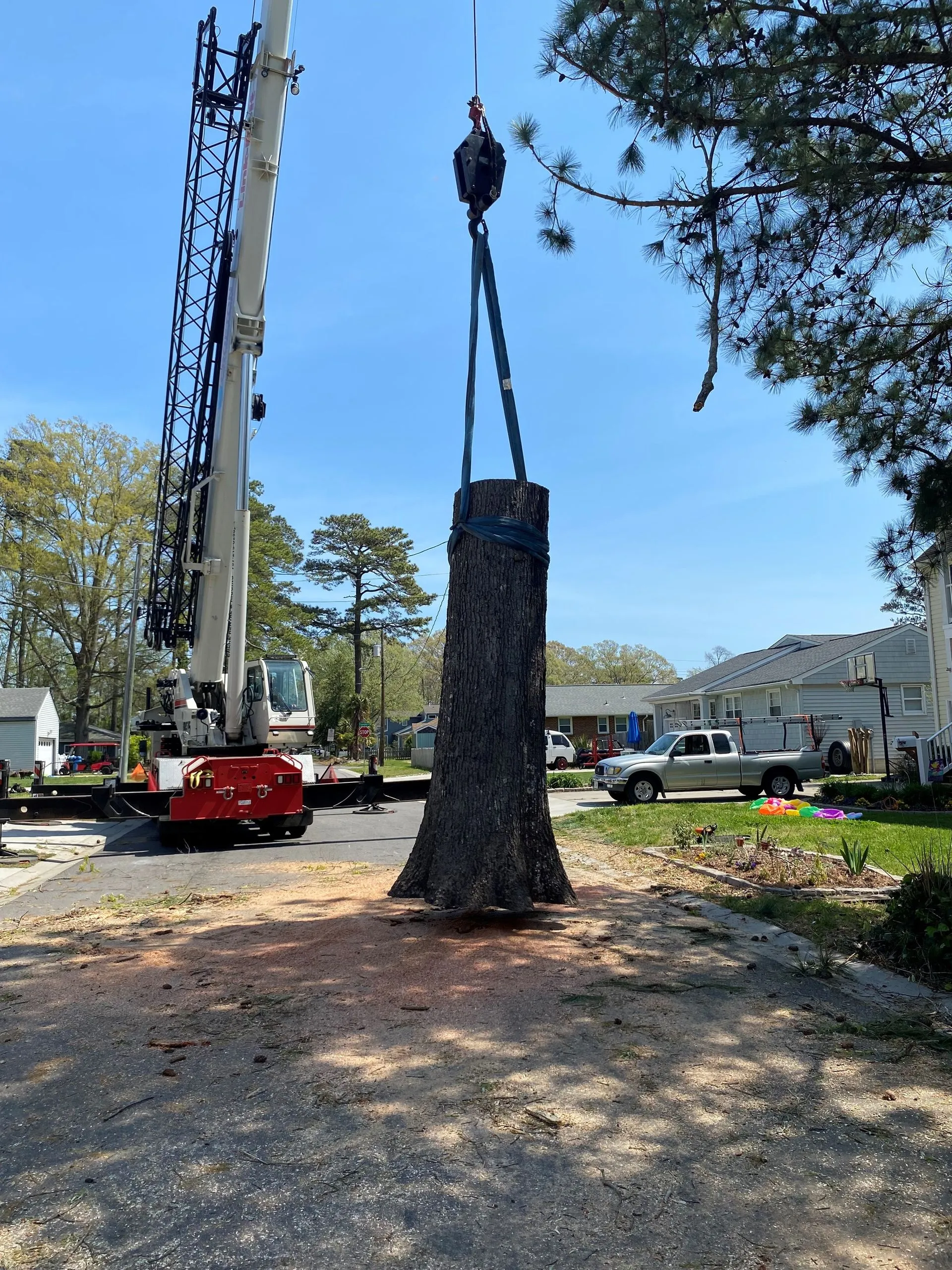 Tree Removal Virginia Beach, Virginia