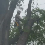 Tree Trimming Chesapeake, Virginia