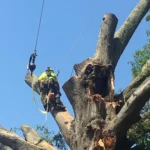 Tree Service Chesapeake & Virginia Beach