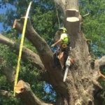 Tree Trimmings Chesapeake, Virginia