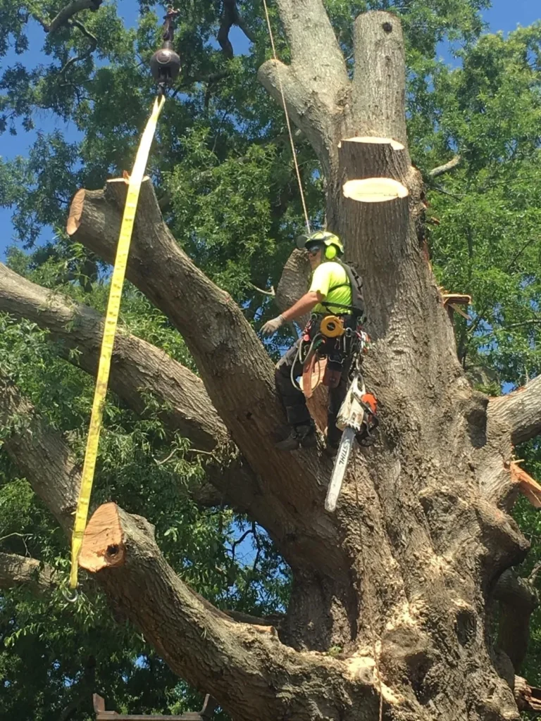 Tree Trimmings Chesapeake, Virginia