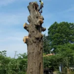 Tree Service Virginia Beach