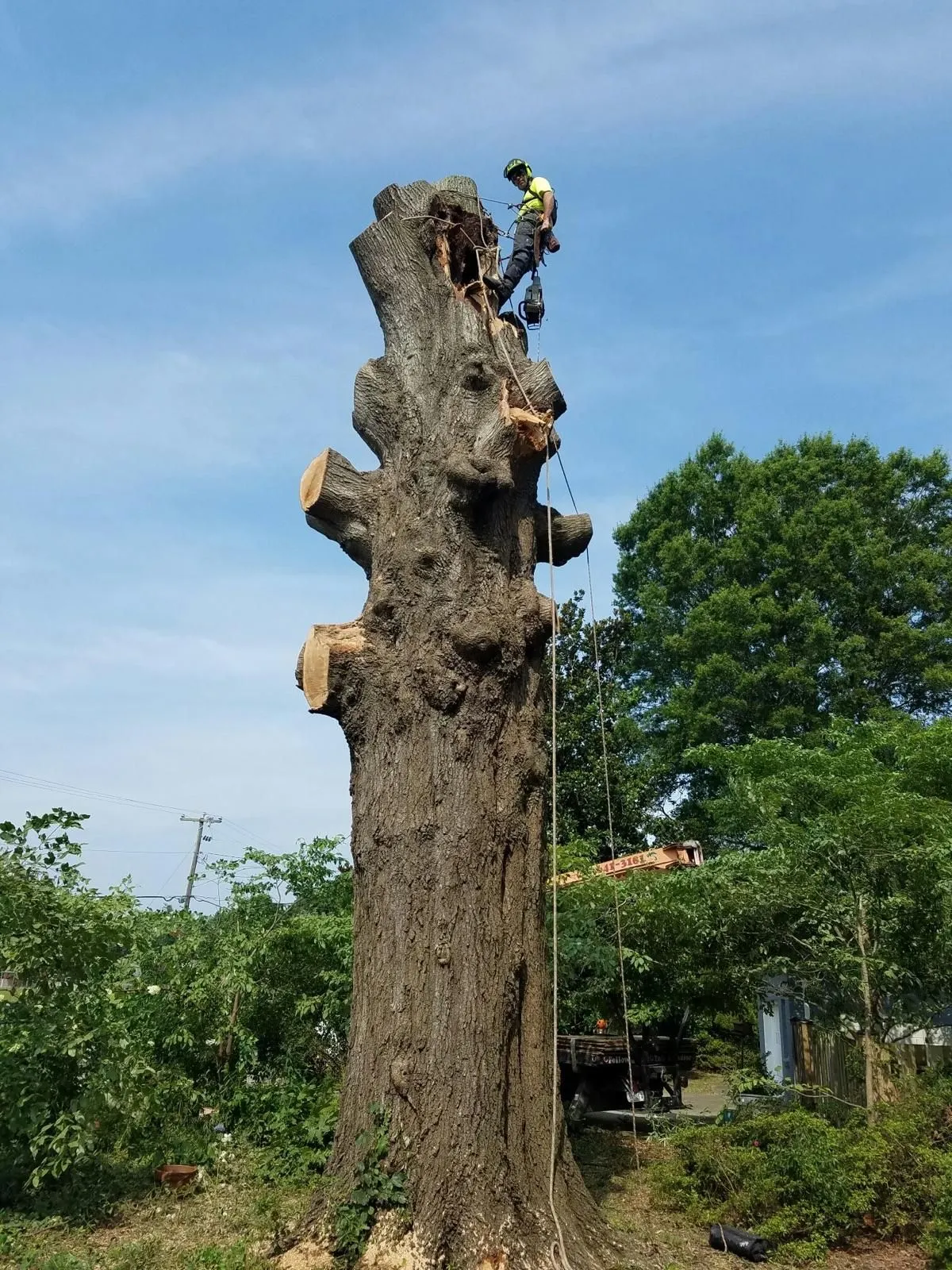 Tree Service Virginia Beach