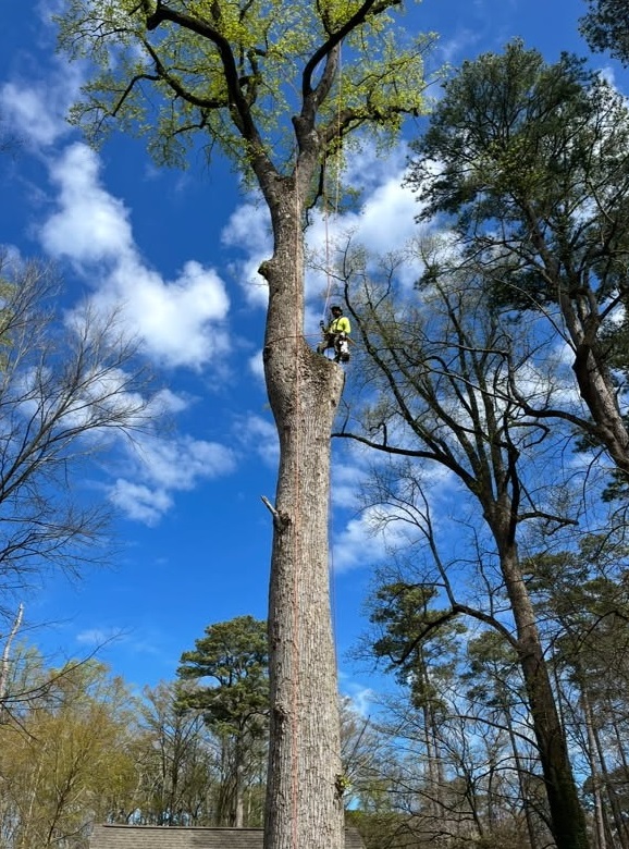 Tree Service Virginia Beach and Surrounding Hampton Roads